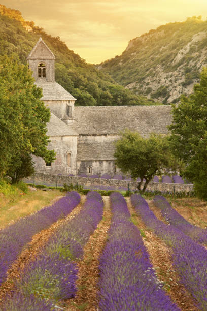 istock Abbey with blooming lavender field at dusk 155438511