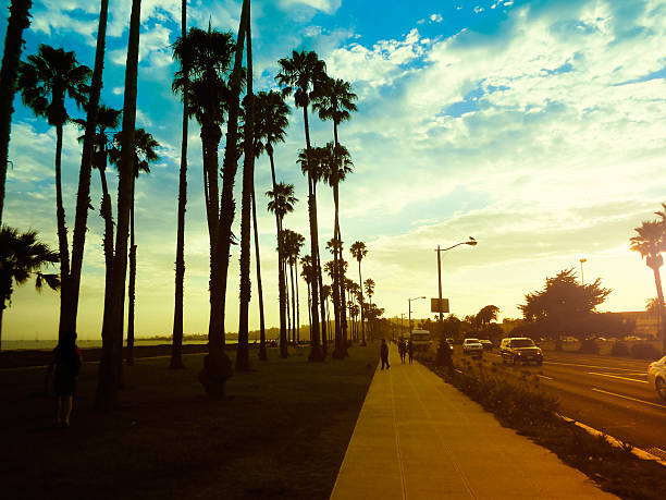 istock Palm tree at sunset on California - USA 155438546