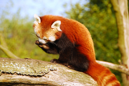 One red pands sitting high up on a tree trunk, washing it`s fur.