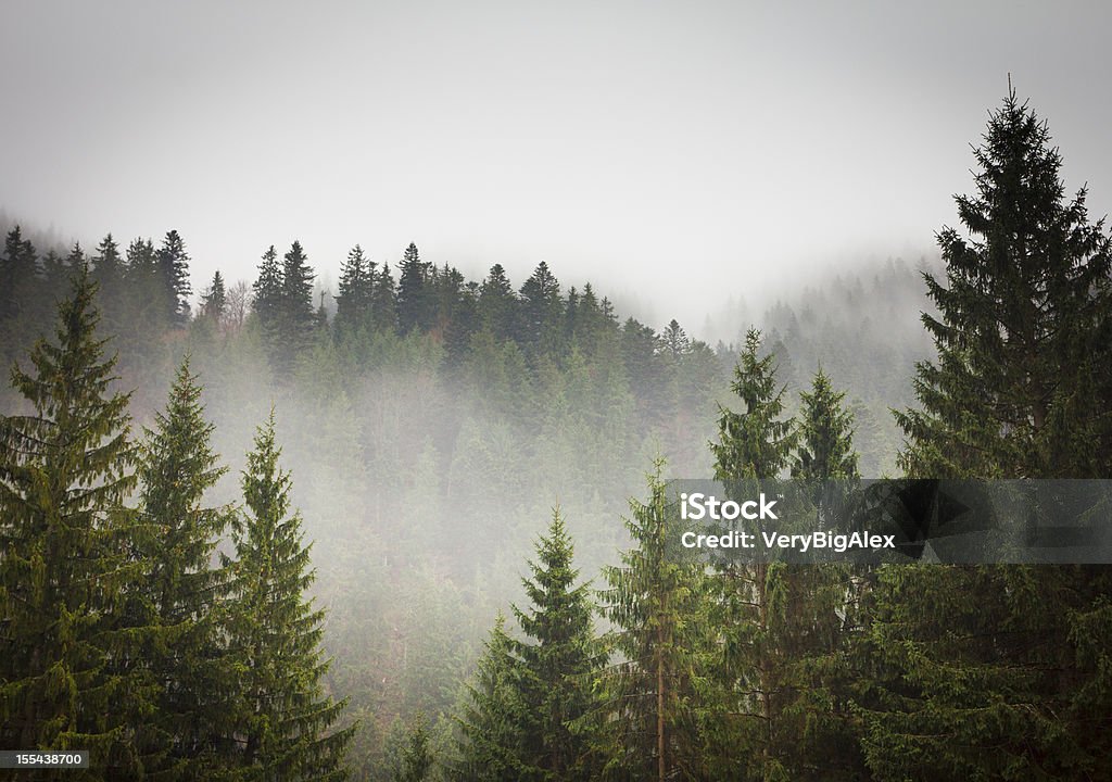 Picture of a spruce forest on a cold foggy day The sun filtering through mist and trees on a spring morning. Forest Stock Photo