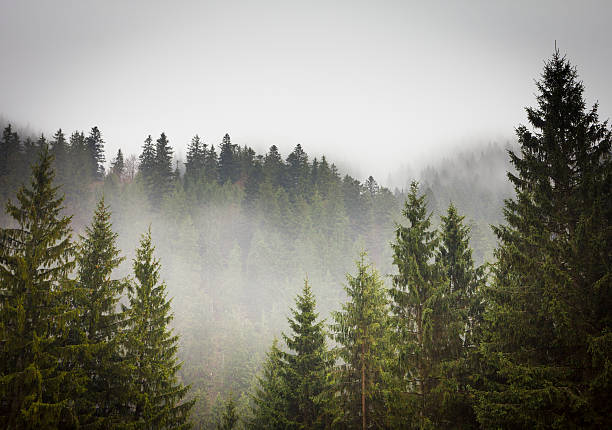 Picture of a spruce forest on a cold foggy day The sun filtering through mist and trees on a spring morning. coniferous tree stock pictures, royalty-free photos & images