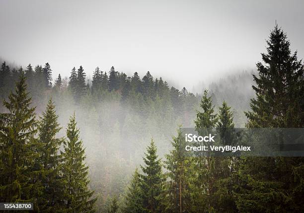 Picture Of A Spruce Forest On A Cold Foggy Day Stock Photo - Download Image Now - Forest, Pine Tree, Fog