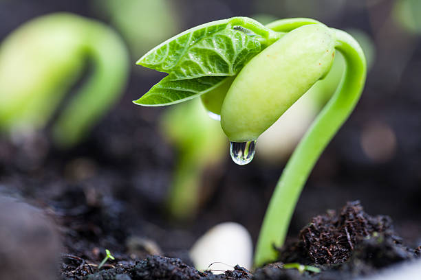 Broad Bean Vicia Faba - seelings grown indoors, the best results in cultivations of your own beans.