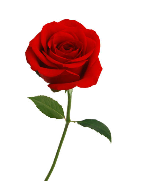 istock Bunch of rosy roses isolated on white 1554387724
