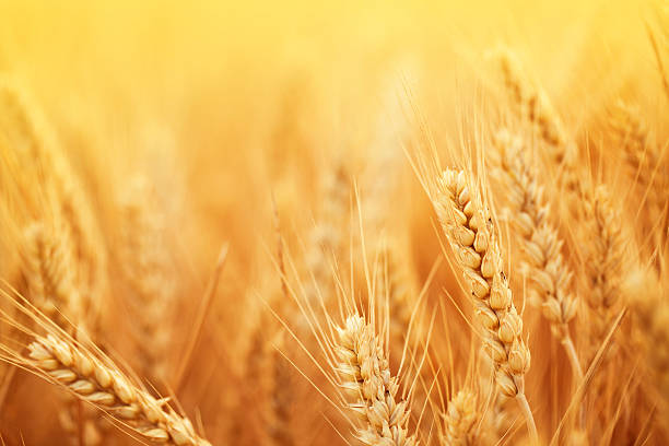 colheita de trigo dourado na época na exploração - golden wheat imagens e fotografias de stock