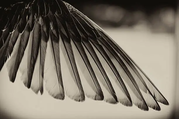 Photo of Black and White Toned Bird's Wing.