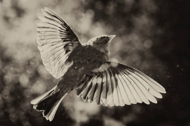 istock Black and White Toned Bird In Flight. 155438939