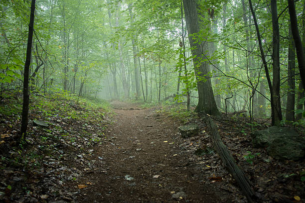 Hiking Trail A path in the Blue Ridge Mountains by the Dark Hollow Falls. shenandoah national park stock pictures, royalty-free photos & images