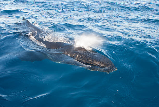 baleine à bosse évent - event photos et images de collection