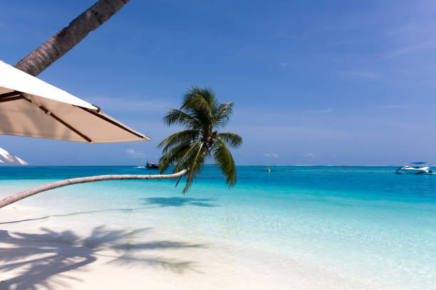Palmtree leaning over the sea on a  beach with white coral sand.