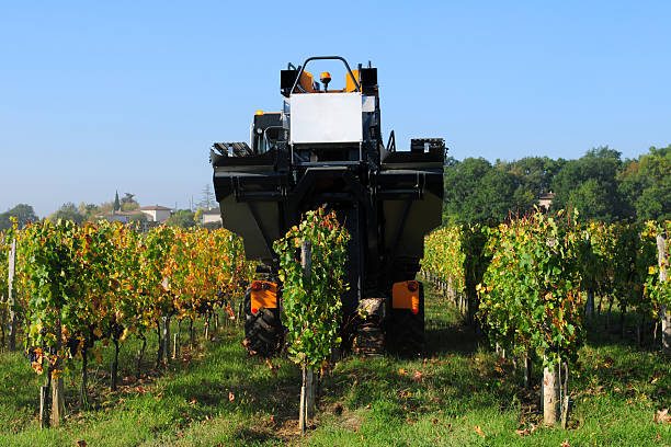 moderne de l'agriculture-xl - bottle bordeaux green wine photos et images de collection