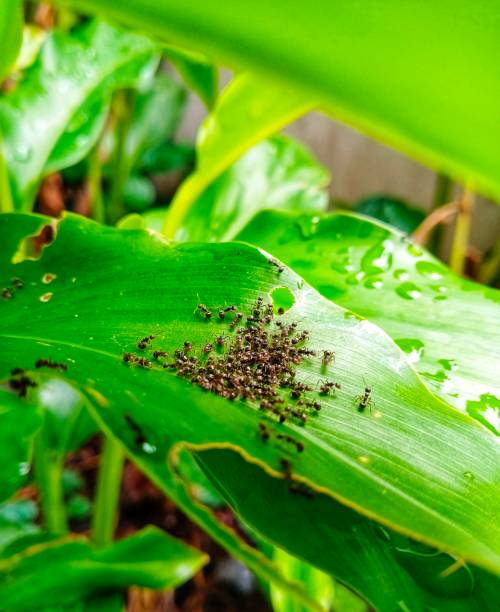 녹색 잎에 개미 그룹 - teamwork ant cooperation challenge 뉴스 사진 이미지
