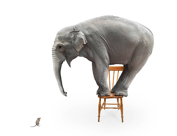 Elephant's fear of mice Elephant frightened by a mouse and jumped on a chair hiding photos stock pictures, royalty-free photos & images