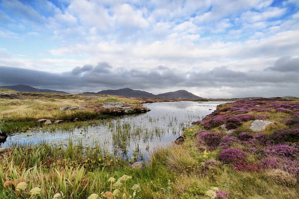 brughiera vicino daliburgh, south uist - hebrides foto e immagini stock