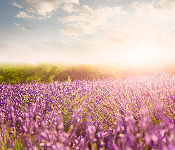 istock Lavender field in Provence 155439545