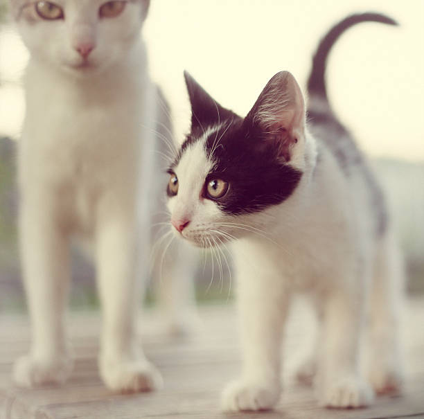 kitten with his mother outdoors
