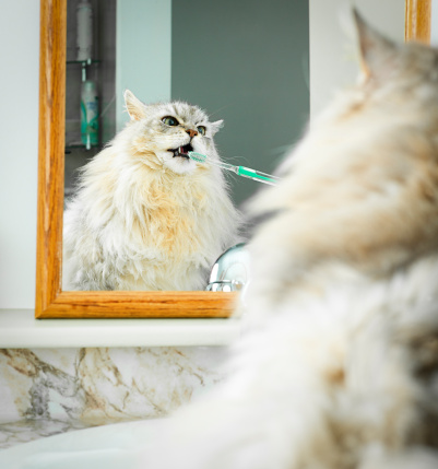 A Maine Coon Cat gets his teeth brushed while looking in a bathroom mirror.