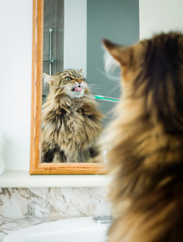 A Maine Coon Cat gets his teeth brushed while looking in a bathroom mirror.
