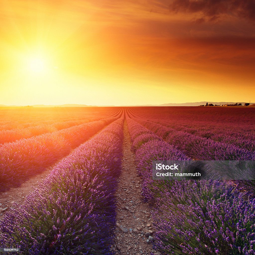 Лавандовые поля на закате - Стоковые фото Цветок роялти-фри