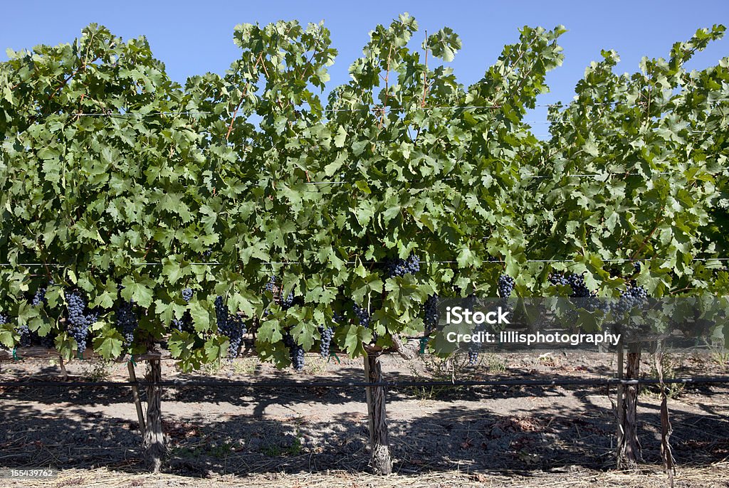 Weingut in Napa Valley, Kalifornien - Lizenzfrei Napa Valley Stock-Foto