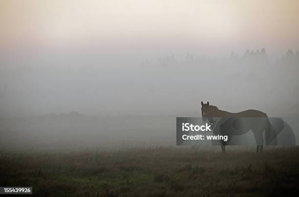 Horse And Morning Fog Stock Photo - Download Image Now - Cloud - Sky, Color Image, Dark