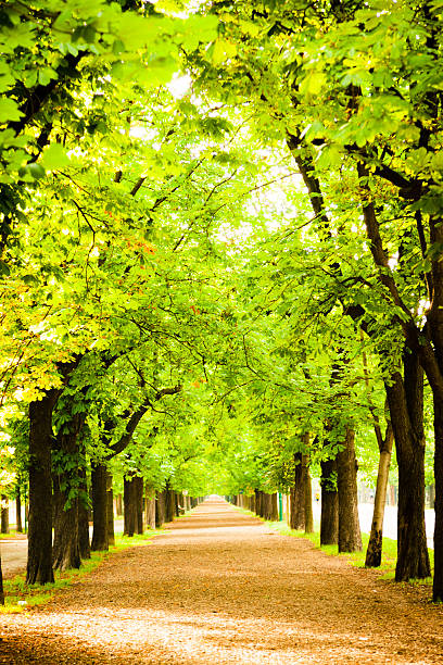 vazio park boulevard - prater park imagens e fotografias de stock