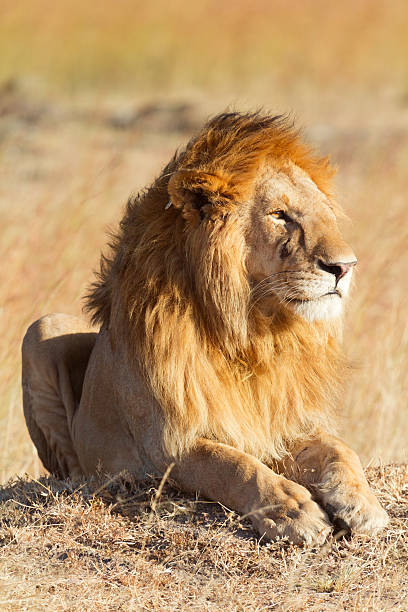 istock Male lion in Masai Mara 155440420