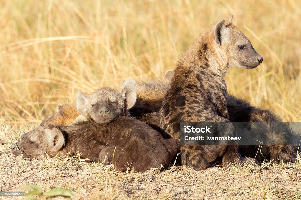 Gepunktete Hyenas, Masai Mara - Lizenzfrei Afrika Stock-Foto