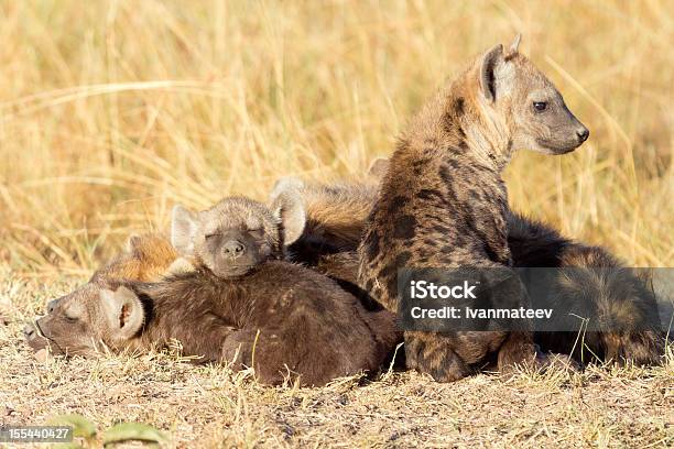 Foto de Spotted Hyenas De Masai Mara e mais fotos de stock de Animais de Safári - Animais de Safári, Animal, Animal selvagem