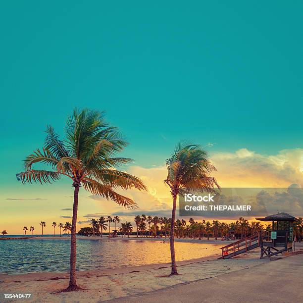 マイアミビーチ - マイアミのストックフォトや画像を多数ご用意 - マイアミ, ヤシの木, 浜辺