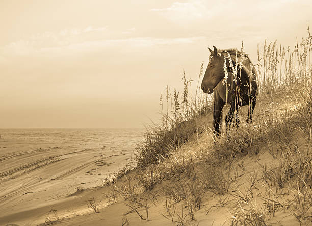 istock Wild Horse on the beach 155440547