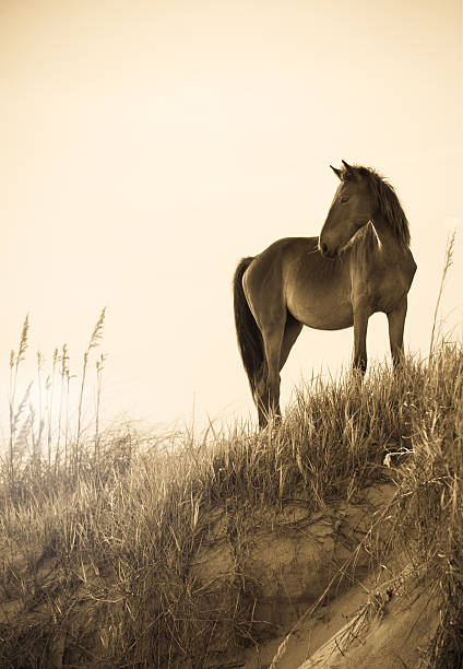 istock Wild Horse on the beach 155440550