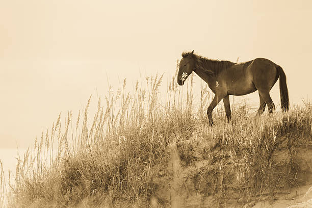 istock Beautiful wild horse on a beach 155440712