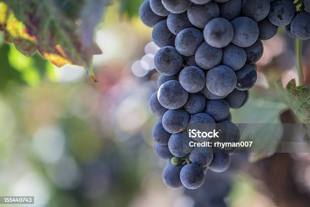 Napa Valley Trauben In Einer Vinyard Stockfoto und mehr Bilder von Cabernet Sauvignon-Traube - Cabernet Sauvignon-Traube, Zinfandel, Nahaufnahme