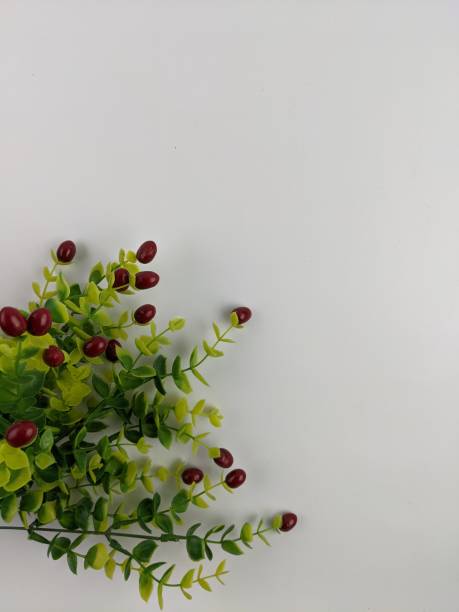 istock flowers and text space for quotes concept 1554407534