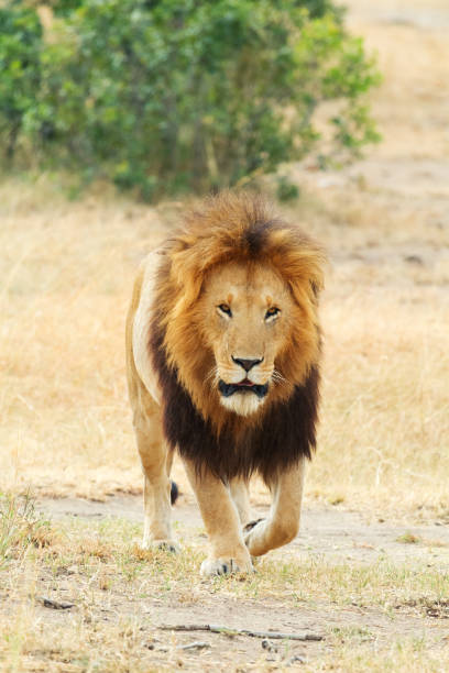 istock Male lion in Masai Mara 155440757
