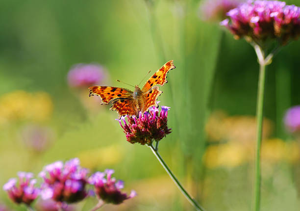 One comma butterfly eating from Brazilian Verbena.