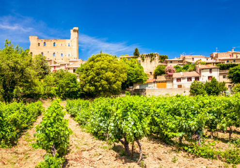 Vineyard in Chateneuf-du-Pape, Provence, France.