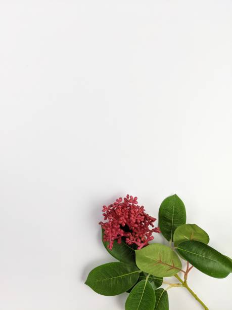 istock flowers and text space for quotes concept 1554410208