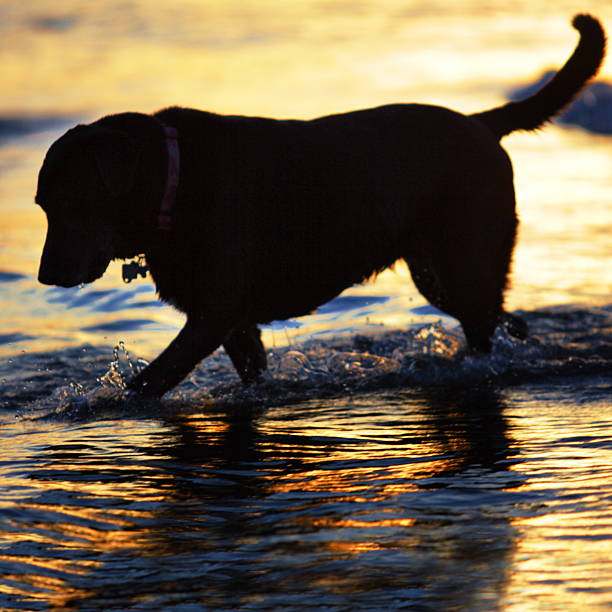 labrador retriever cane sagoma tramonto - dog black labrador retriever animal nose foto e immagini stock