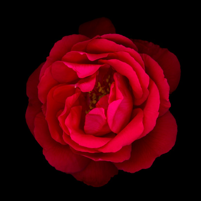 Red rose isolated on a black background.