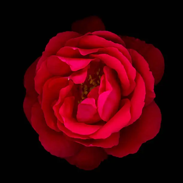 Photo of Red rose isolated on black