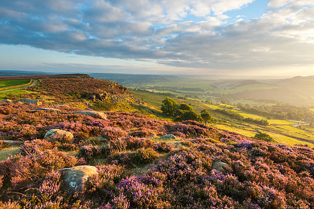 curbar エッジのヘザーリブ、ピークディストリクト国立公園 - flower landscape heather sky ストックフォトと画像