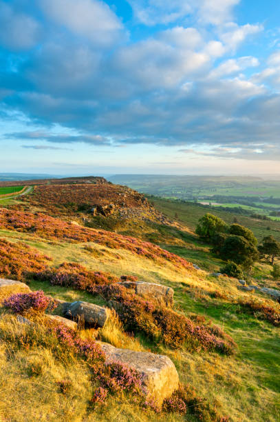 istock Curbar Edge Heather, Peak District National Park 155441251