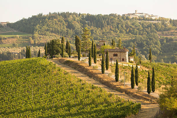 Magical and foggy sunset and rural landscape view of Picturesque agrotourism with characterized green top hill farms of olive groves and vineyards typical curved road with cypress at Crete Senesi in Toscana, Italia, Europe