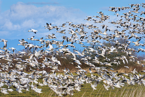 Snowgeese take flight from a muddy Pacific Northwest farm field.