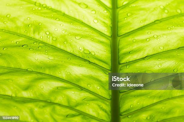 Licencia Tropical Foto de stock y más banco de imágenes de Abstracto - Abstracto, Agua, Clima tropical