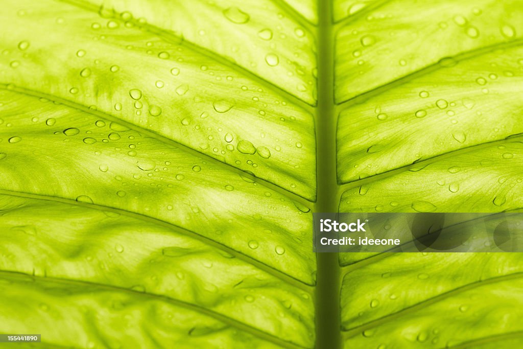 Férias tropicais - Royalty-free Abstrato Foto de stock