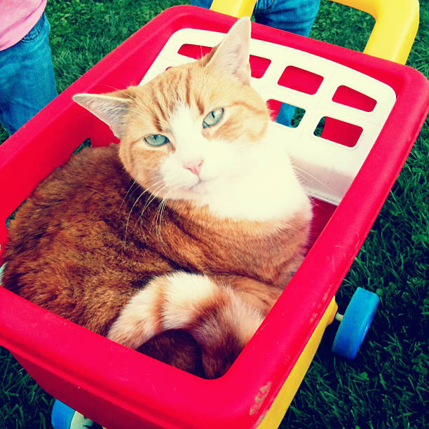 a pet cat in a toy cart. shot with an iphone 3Gs using camera+ filters.