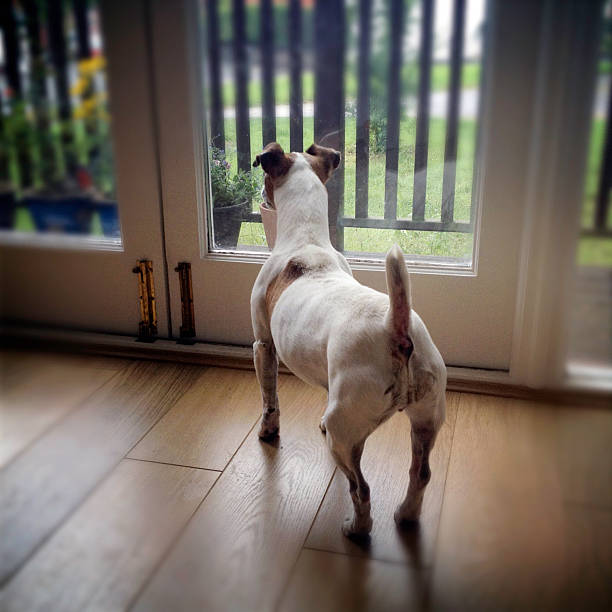 istock Jack Russell Terrier waiting to go outside 155441983